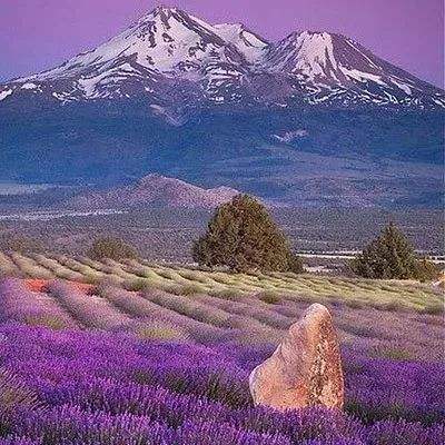 乐鱼官网手机版截图